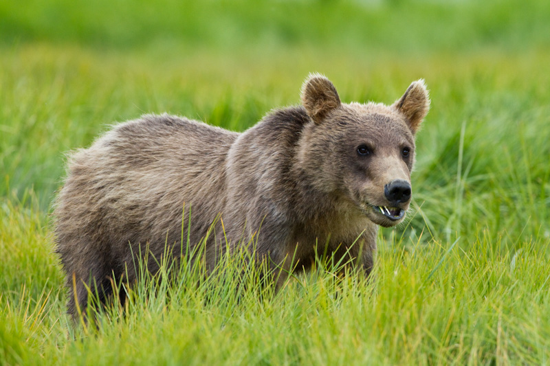 Grizzly Bear Cub